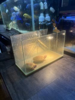 Turtle Tank