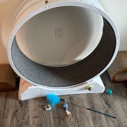 Brand, new cat wheel. Cat does not like it.