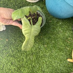 Horse Head Philodendron 