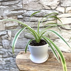 Spider House Plant In 4"H Pot.