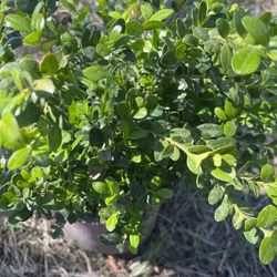 Bush For Garden $12