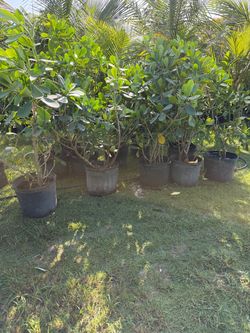 Clusias 7 galones  4-5 Ft