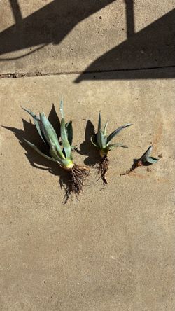 Free Gratis maguey agave americana, succulent plants