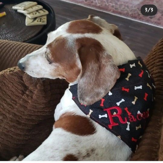 Dog or Cat Bandanas - Slip Over The Collar NO Tie Bandanas