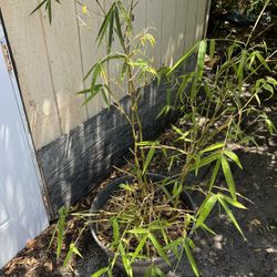 Buddha Belly Bamboo Plant