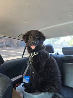 Free dog food, puppy pads