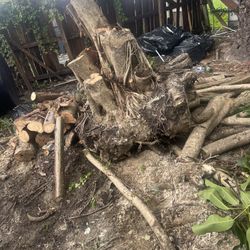 Free Wood Branches For Your Winter Fire 