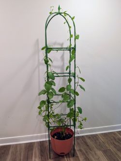 Malabar Spinach (Basella alba) – edible vine, w/ 6ft Adjustable Trellis, Self-watering Setup