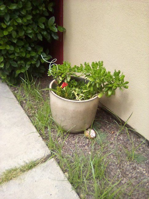 Succulent In Lg Nice Pot