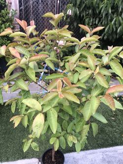 Guava tree