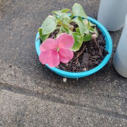 plantas $1 cada una