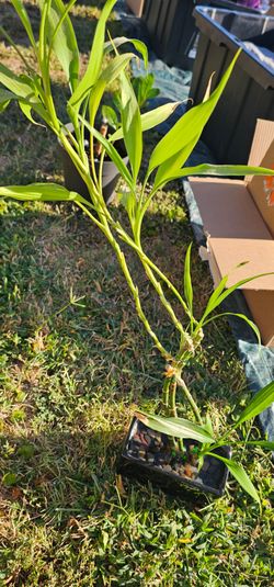 Little bamboo