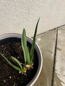 Agapanthus africanus plant