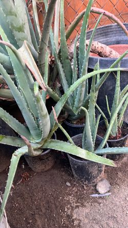 Aloe Vera plantas 8