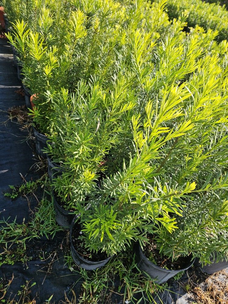 Podocarpus 