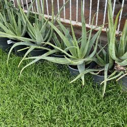 Spectacular Home Garden With Plants Up For Purchase