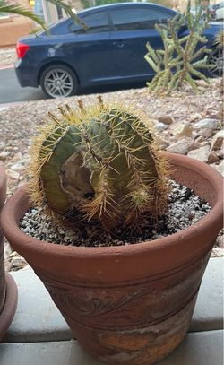 Cactus and Planter