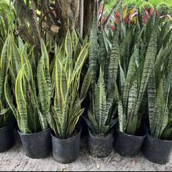 HOME PLANTS- SPECIAL PRICE SNAKE PLANT (3 GL)