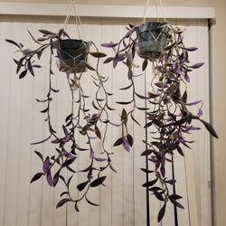 Hanging Purple Heart Plants –  2 feet long