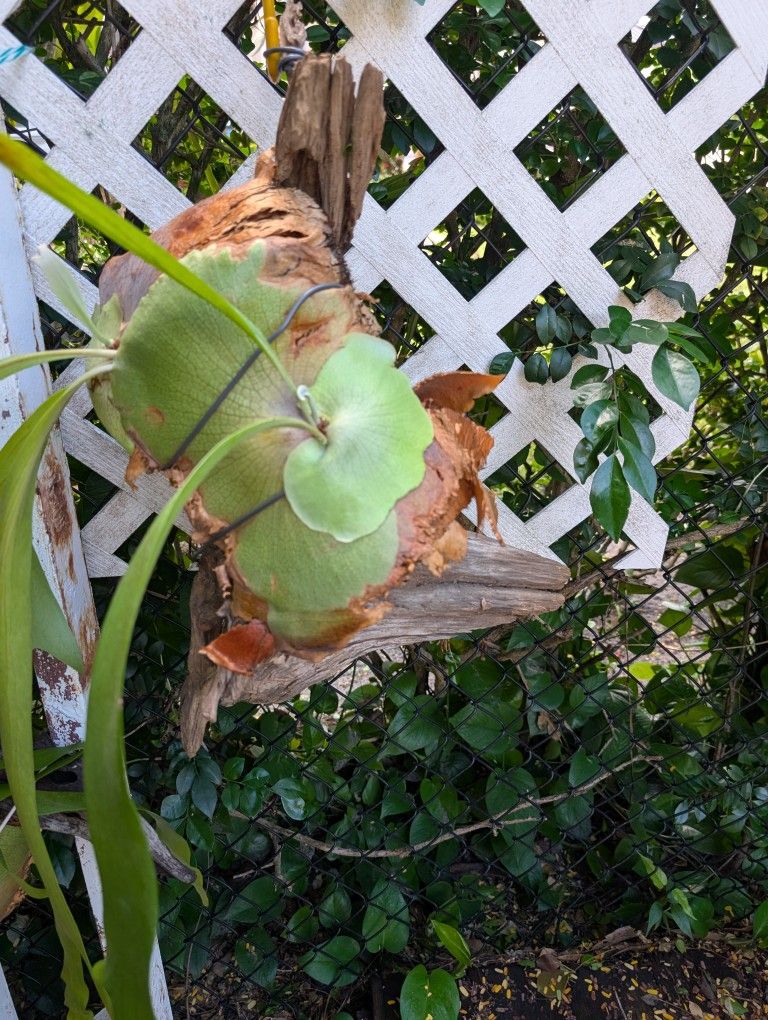 Large Driftwood With Staghorn Ferns