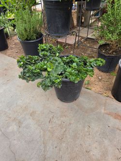 Natal plum plant