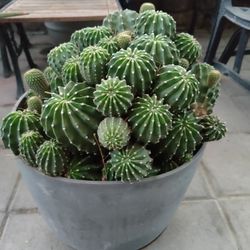 CACTUS /  $100 / NELLIS BLVD AND CHEYENNE AVE 