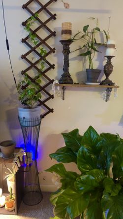 Ivy Plant With Climber And Plant Stands 
