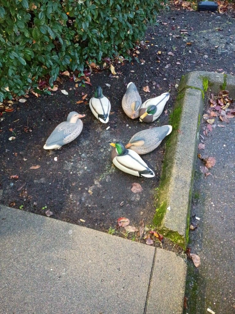 Decoy Ducks