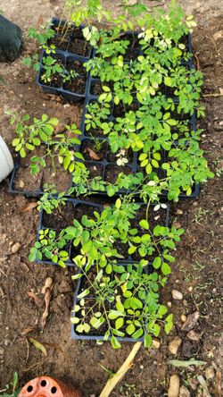 Organic Moringa Seedlings