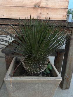 Twin Flower Agave