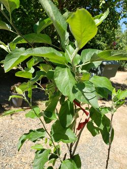 Plant Apple gala