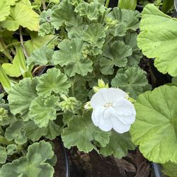 White Geraniums 