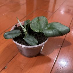 Baby Golden Pothos 