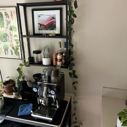 Silver Pothos Plant in Terracotta Pot – $65 OBO
