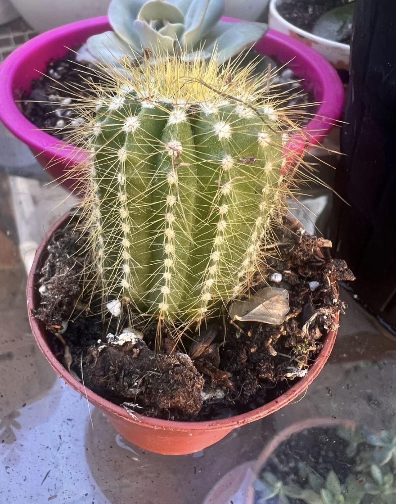 2” Parodia leninghausii - Golden Ball Cactus fully rooted