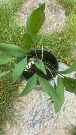 Lilly of the valley plants
