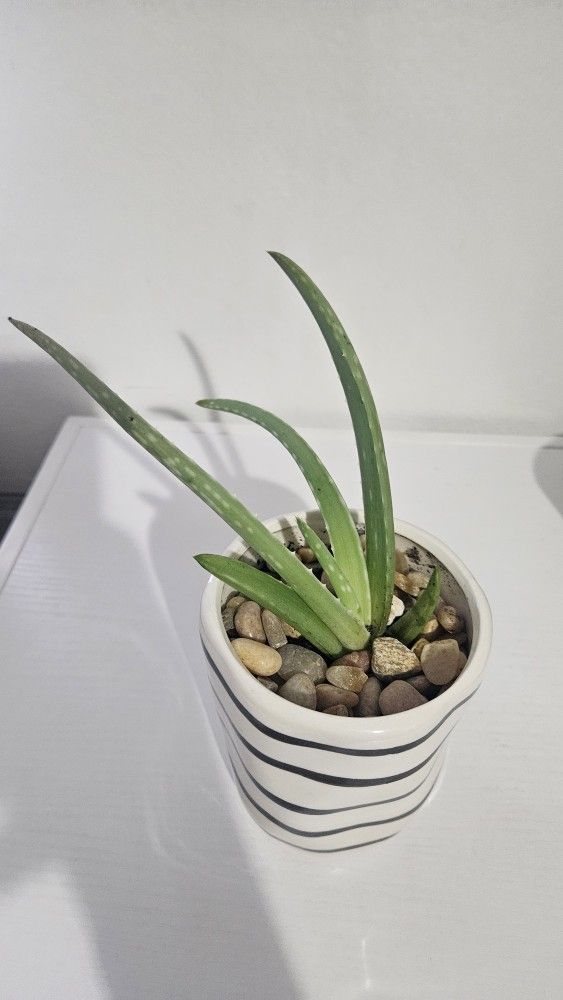 Aloe Plant