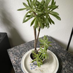 Mexican Fire Cracker