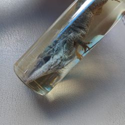 Small Gator Wet Speciment 