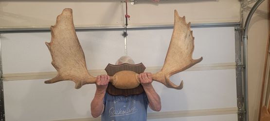 Moose antlers