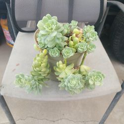 Succulent $12