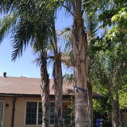 Palm Trees