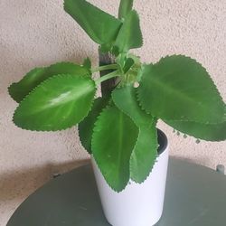 Mother Of 1,000's In Ceramic Pot