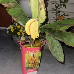 Banana Patio Tree 