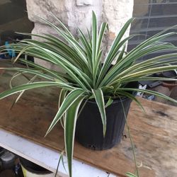 Spider Plant 