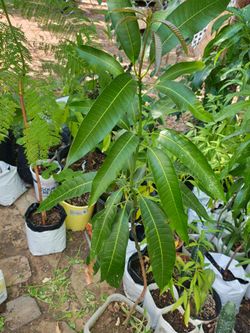 Arbol de mando 3 pies