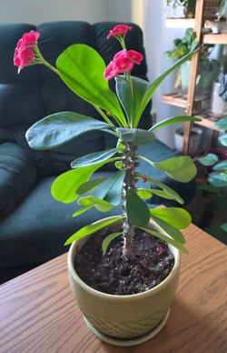 Crown of Thorns flower (11") w ceramic planter