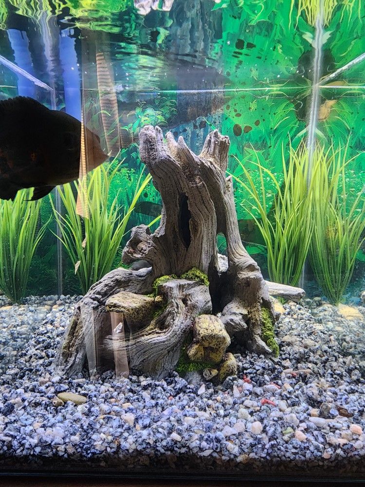 Tree For Tank Fish