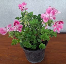 Crane’s bill flower / Geranium / Geranio Flor
