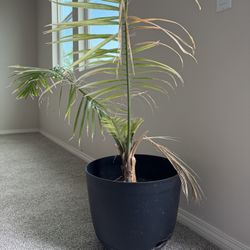 Real Majesty Palm Plant With Pot